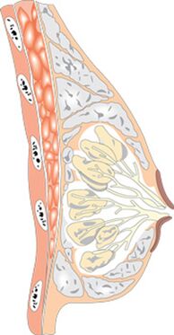 Struktura ženske dojke